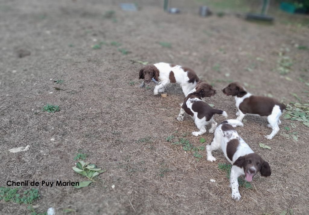 de Puy Marien - Sorties des chiots springers