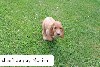  - vidéo chiots cockers spaniel anglais