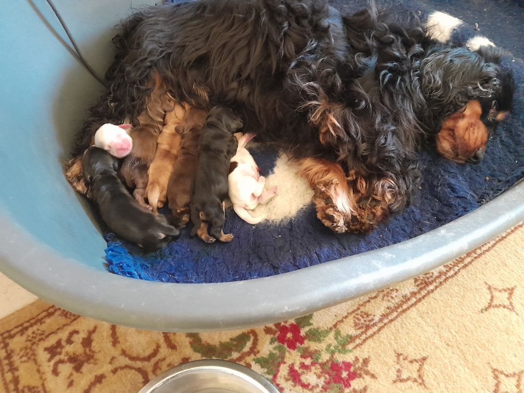 de Puy Marien - Chiot disponible  - Cocker Spaniel Anglais