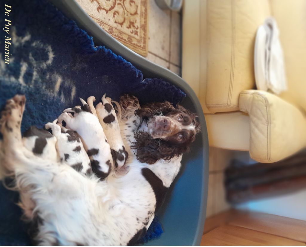 de Puy Marien - vidéo chiots springers