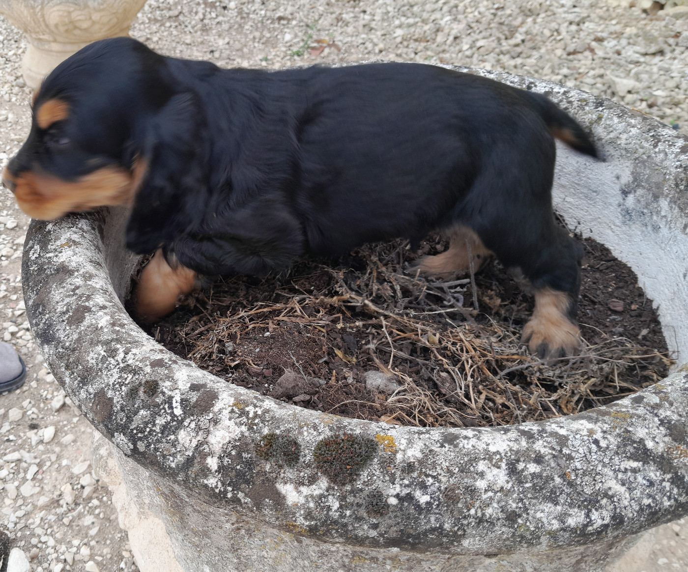 de Puy Marien - chiot disponible