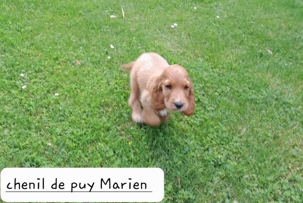 de Puy Marien - vidéo chiots cockers spaniel anglais