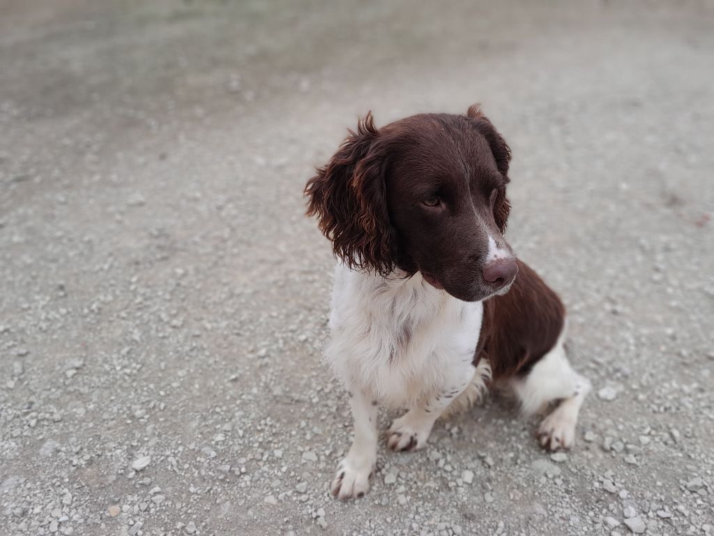 de Puy Marien - jeune springer