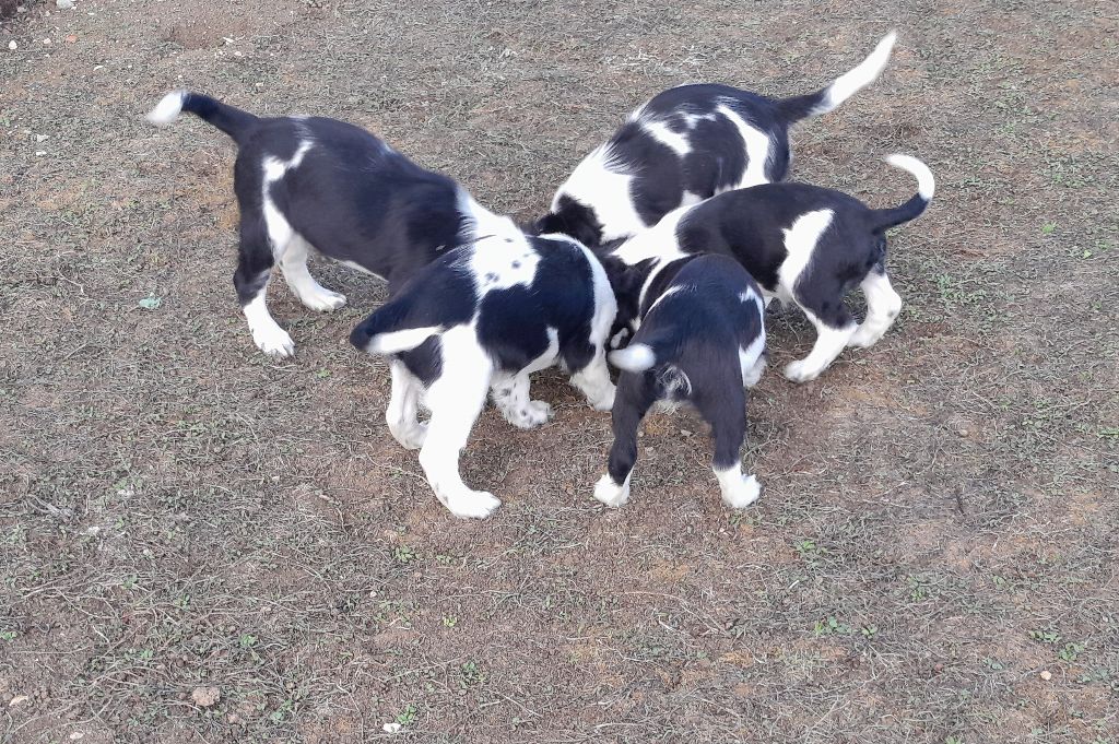 chiots springers