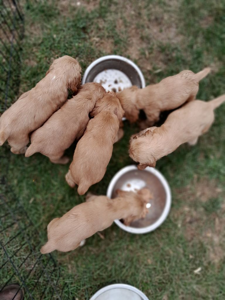 de Puy Marien - les chiots en balade