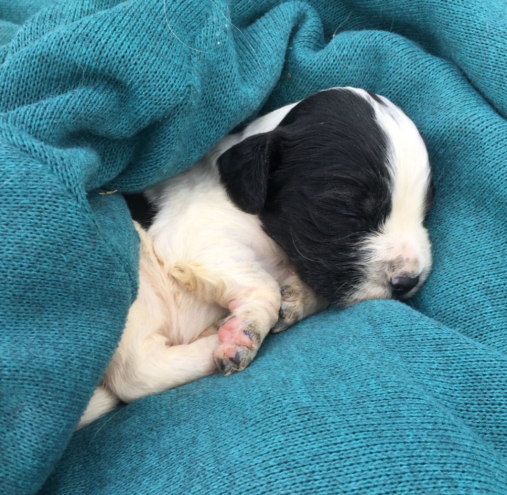 de Puy Marien - Chiots disponibles - English Springer Spaniel