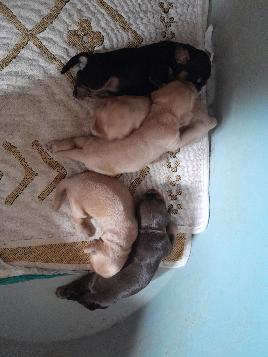de Puy Marien - Chiots disponibles - Cocker Spaniel Anglais