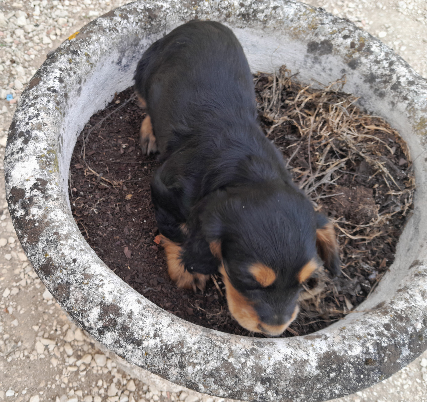 de Puy Marien - Chiots disponibles - Cocker Spaniel Anglais