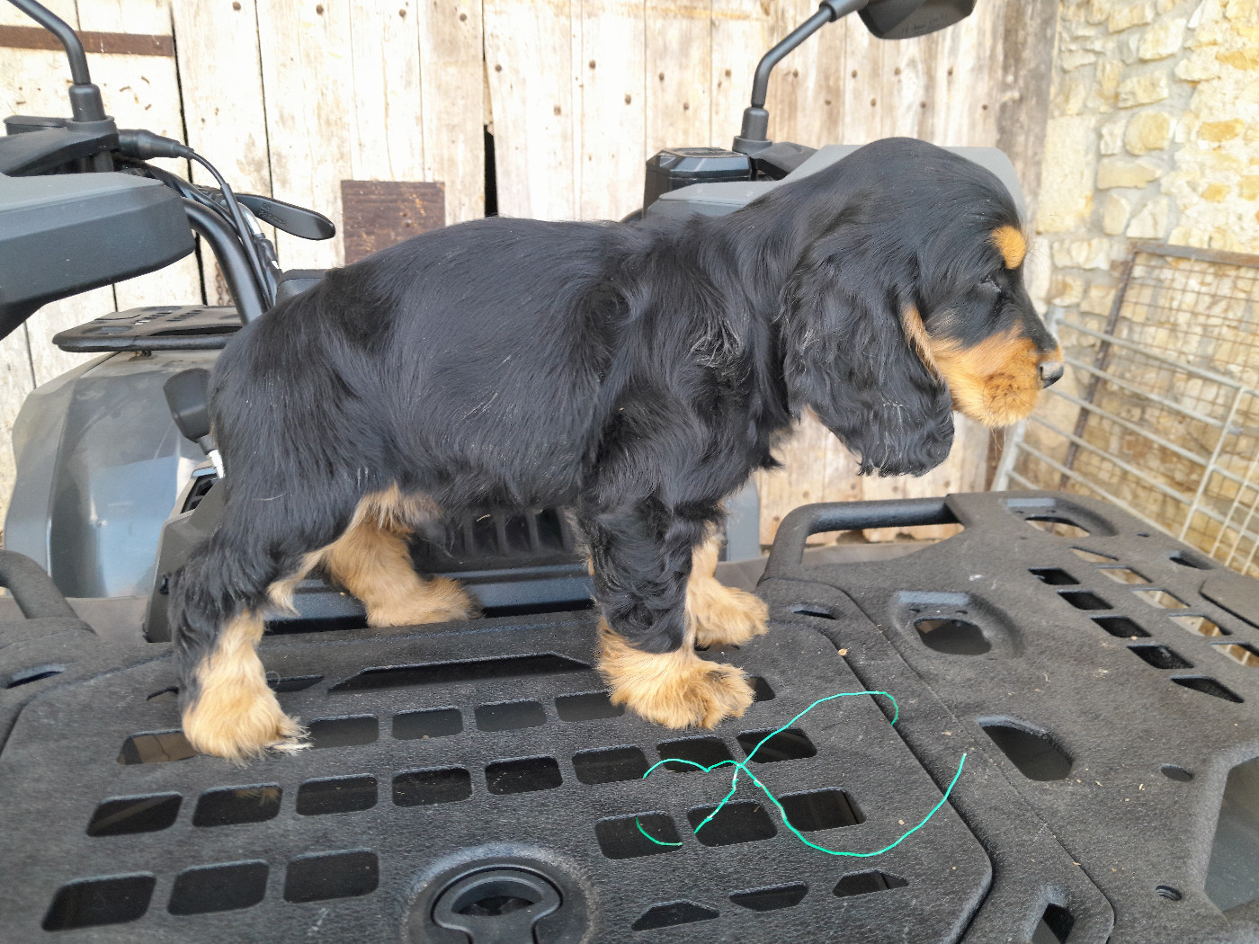 de Puy Marien - Chiots disponibles - Cocker Spaniel Anglais