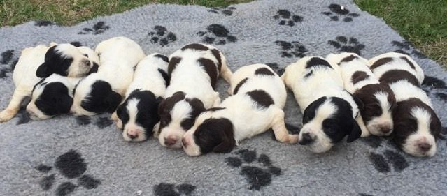 Chiot English Springer Spaniel de Puy Marien