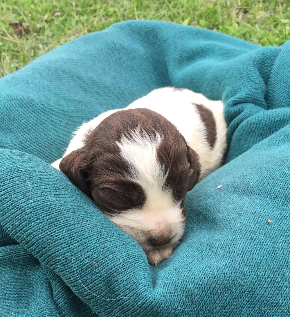 de Puy Marien - Chiots disponibles - English Springer Spaniel