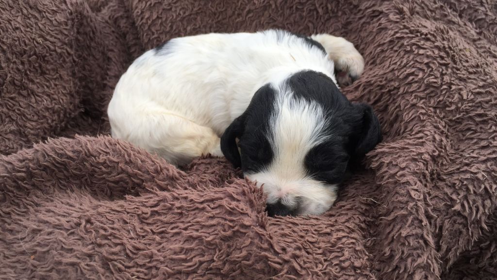 de Puy Marien - Chiots disponibles - English Springer Spaniel