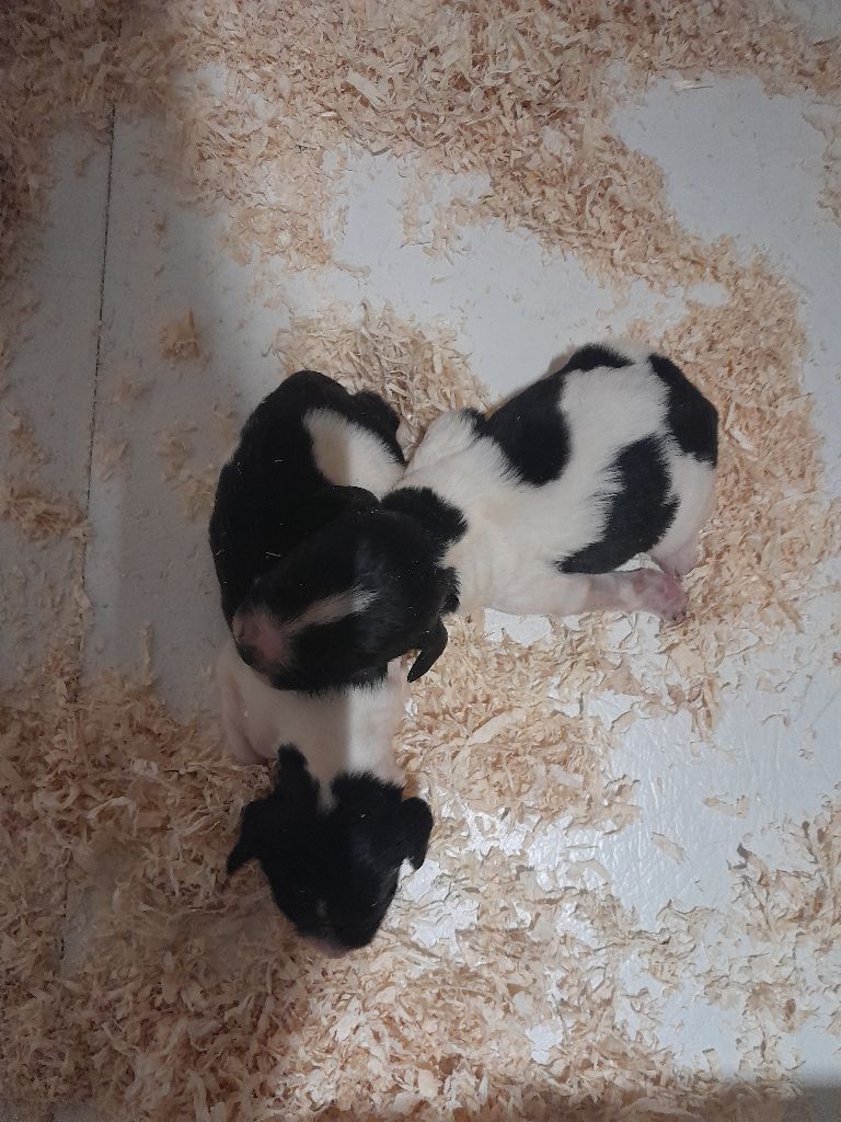 de Puy Marien - Chiots disponibles - English Springer Spaniel