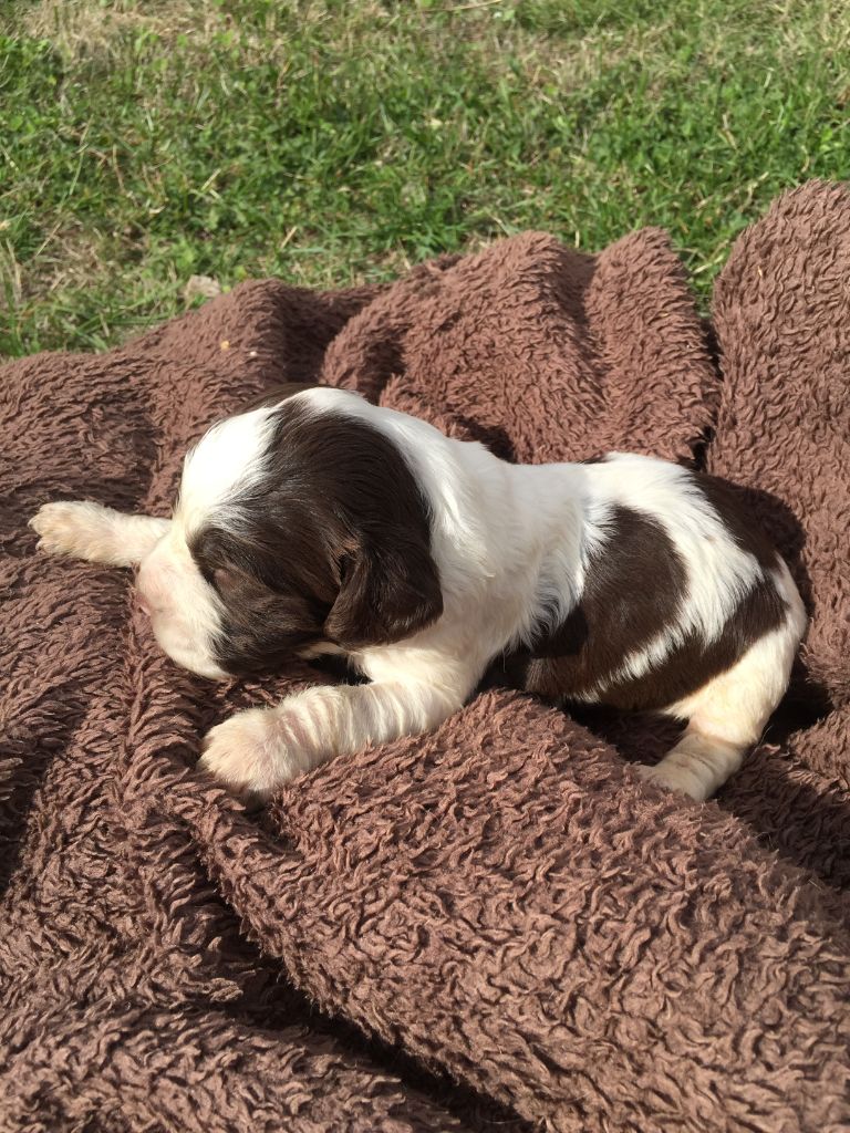 de Puy Marien - Chiots disponibles - English Springer Spaniel