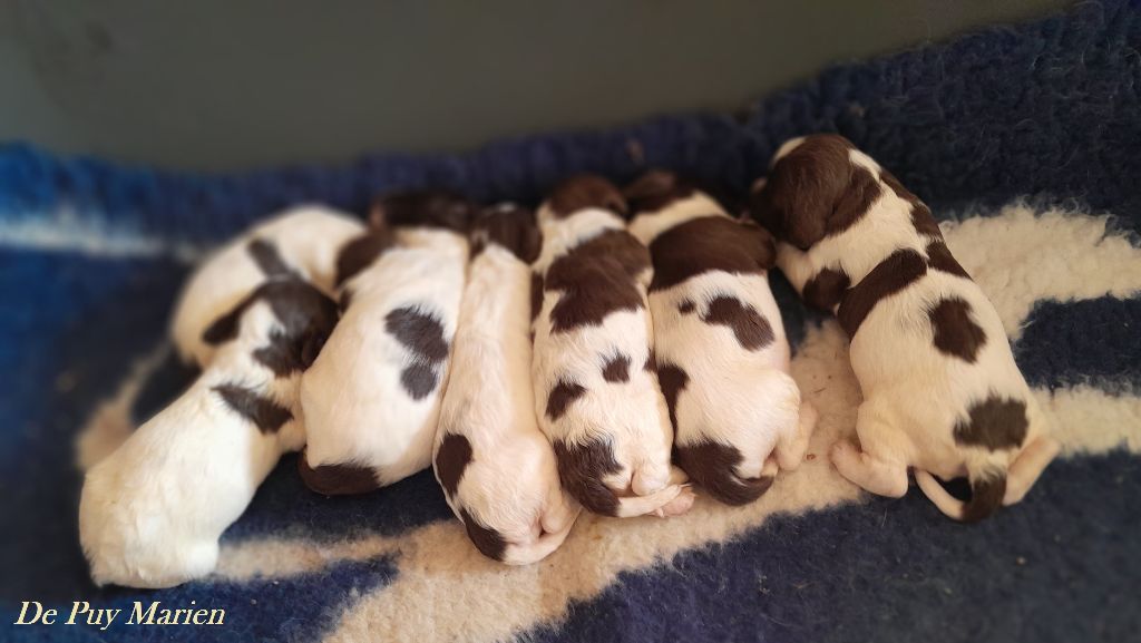 Chiot English Springer Spaniel de Puy Marien