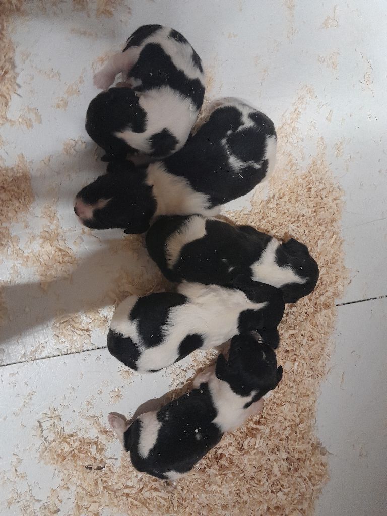 de Puy Marien - Chiots disponibles - English Springer Spaniel