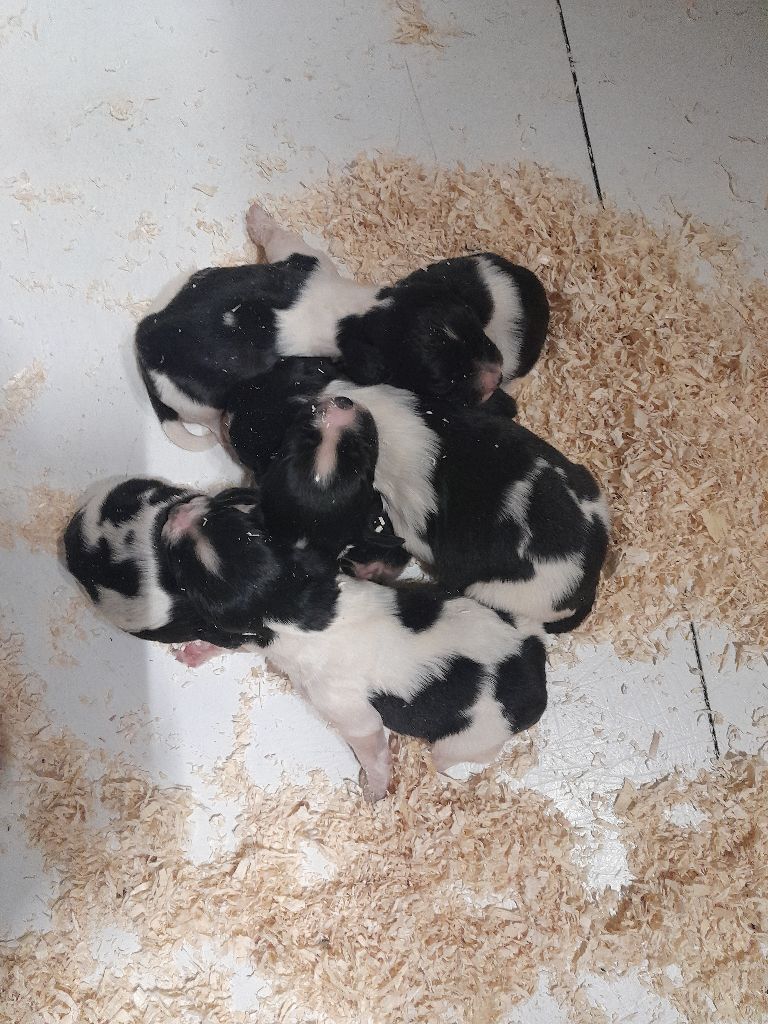 Chiot English Springer Spaniel de Puy Marien
